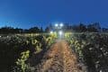 New Holland Braud 9090X Grape Harvester